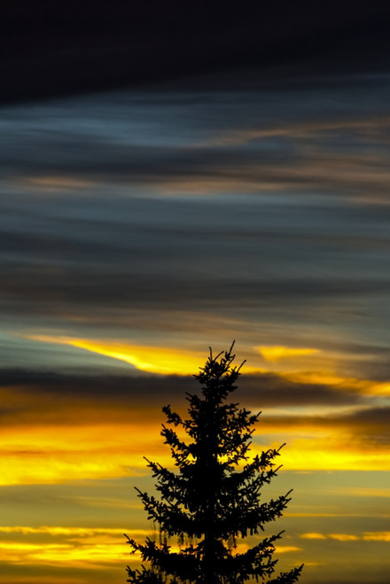 Silhouette of evergreen tree with colourful dramatic sky at sunset; Calgary, Alberta, Canada Poster Print by Michael Interisano / Design Pics - Item # VARDPI12324565
